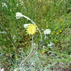 chaenactis glabiuscula var glabriuscula